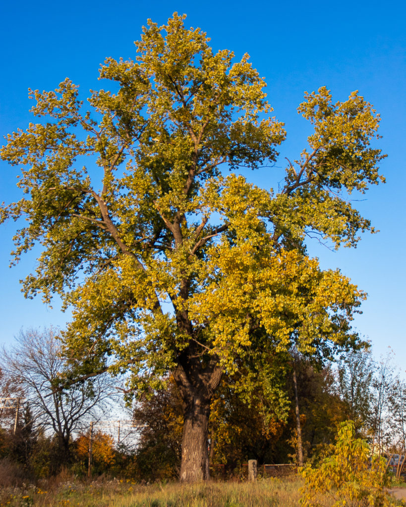 Jesień na Bronowicach 2019