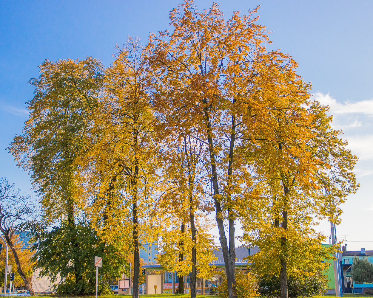 Jesień na Bronowicach 2019