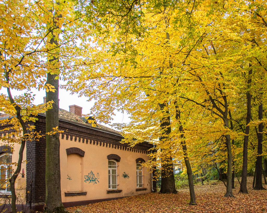 Jesień na Bronowicach 2019